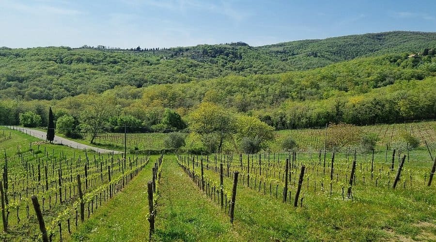 Vignoble du Domaine Erta di Radda en Toscane, illustrant le terroir unique des collines du Chianti Classico avec des rangées de vignes verdoyantes.